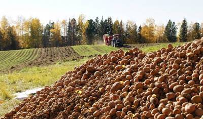Из-за плохого урожая РФ намерена закупать больше картофеля в СНГ