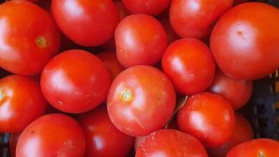 Что делать, чтобы помидоры не трескались: дачные хитрости