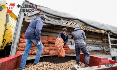 В России может возникнуть дефицит картофеля