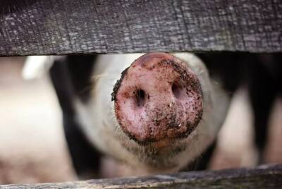 В Новосибирской области свиньи гибнут от неизвестного заболевания