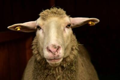 Три овцы толкнули жителя Хабаровского края на нарушение закона