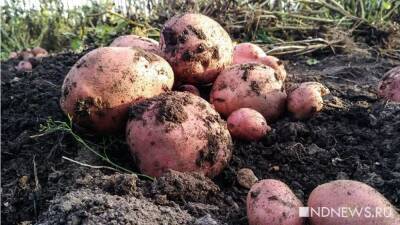 В России взлетели цены на картошку и капусту