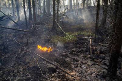 По вине жителя Карелии летом произошел лесной пожар
