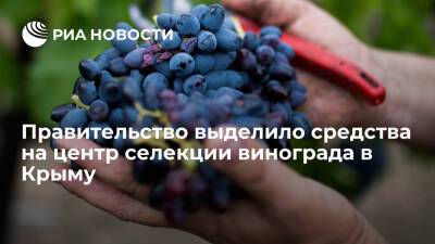 Правительство выделило более 1,6 миллиарда рублей на центр селекции винограда в Крыму