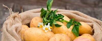 В России на 70% подорожал опт на картофель и капусту