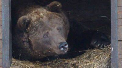 Три медведя в центре «Велес» впали в зимнюю спячку