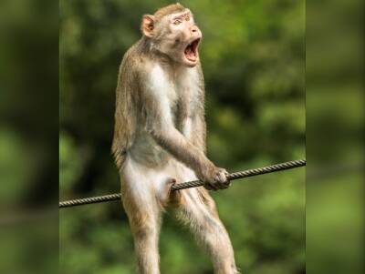 «Ой!»: снимок обезьяны покорил жюри фотоконкурса и признан самым смешным