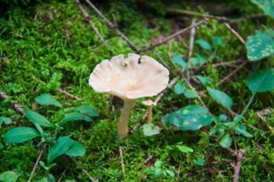 На что указывают грибы-поганки в вашем огороде или дачном участке