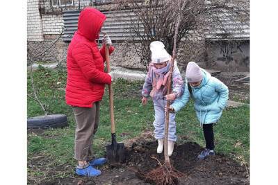 Внутри кварталов Ставрополя высадили около 400 молодых деревьев