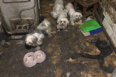 В Донецке спасли породистых собак из домашнего ада: ФОТО