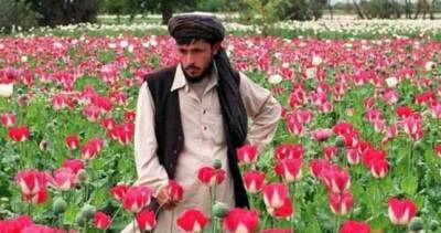 Управление ООН сообщило об увеличении производства опиума в Афганистане