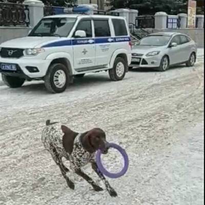 Полиция разобралась в инциденте с избиением собаки битой в Новоуральске