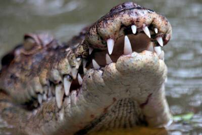 Робкий крокодил стеснялся выходить из воды и утонул
