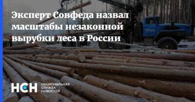 Эксперт Совфеда назвал масштабы незаконной вырубки леса в России