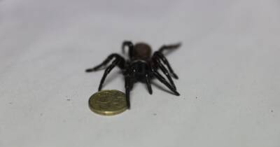Граф Дракула среди пауков. В Австралии найден мегапаук, чьи клыки могут прокусить ноготь (фото)
