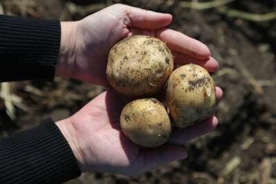 В России не будет дефицита картофеля в этом году