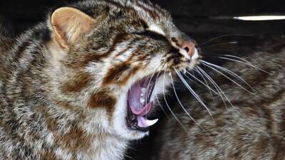 В Приморье краснокнижный лесной кот попался при охоте на гусей