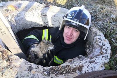 В Белгородской области пожарные спасли двух котов