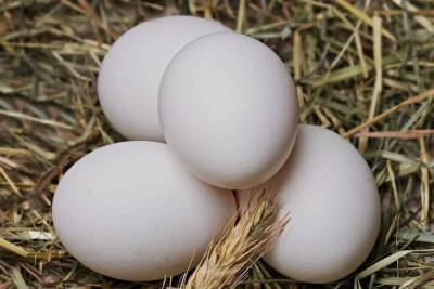 Раскрыта «смертельная» опасность чрезмерного употребления яиц