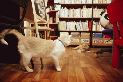 Стасик и Бродский: в библиотеке под Тверью работают два кота, «надеясь» трудоустроиться