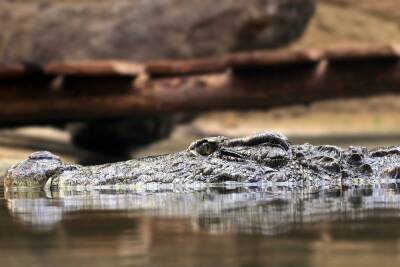 В Китае утонул крокодил, который боялся выходить из воды