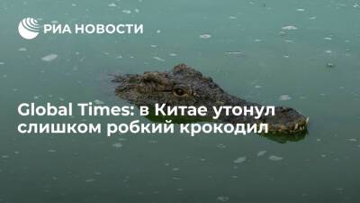 Global Times: в Китае утонул слишком робкий крокодил
