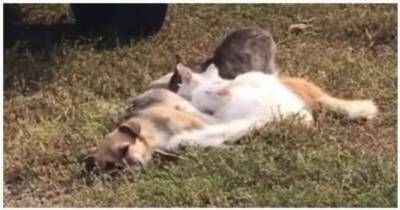Котопёс: cобака кормит своим молоком четырех котят (1 фото + 1 видео)