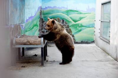 Пора в спячку: медведей в Липецком зоопарке перевели на режим голодания