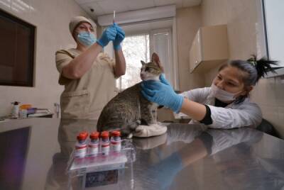 Вирусолог призвал вакцинировать от коронавируса домашних кошек