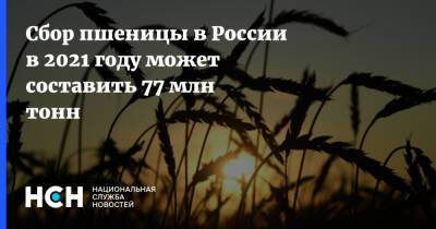 Сбор пшеницы в России в 2021 году может составить 77 млн тонн