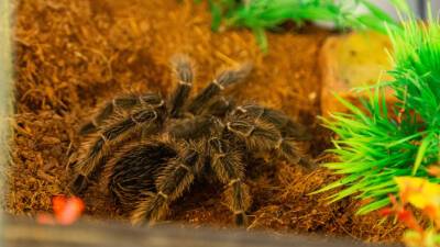 Живые ископаемые: в Австралии обнаружили пауков-убийц из юрского периода