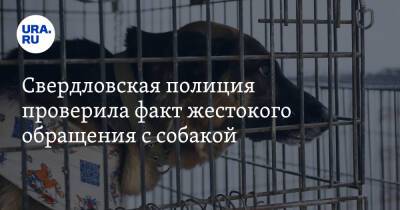 Свердловская полиция проверила факт жестокого обращения с собакой
