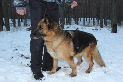 Нижегородская полиция пристраивает служебных собак