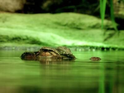 В Китае стокилограммовый крокодил испугался выходить из воды и утонул