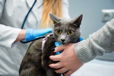 Россиян призвали вакцинировать от коронавируса домашних кошек