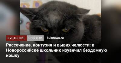 Рассечение, контузия и вывих челюсти: в Новороссийске школьник изувечил бездомную кошку