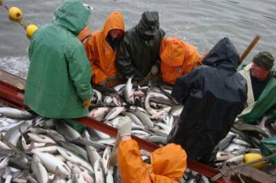 Коренным малочисленным народам Хабаровского края бесплатно раздадут лососей