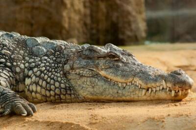 Global Times: в Китае утонул крокодил, побоявшийся выйти из воды