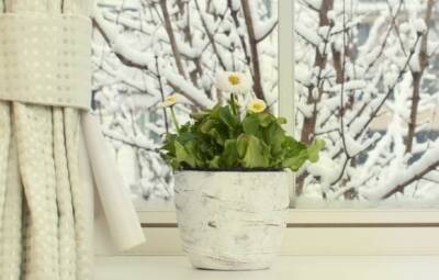 Как правильно ухаживать за комнатными цветами в зимний период