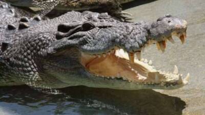 Как живет большой гребнистый крокодил, почему его так называют