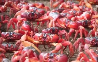 Остров Рождества заполнили миллионы красных крабов