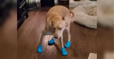 Собака насмішив мережу, вперше примірявши гумові чоботи — відео