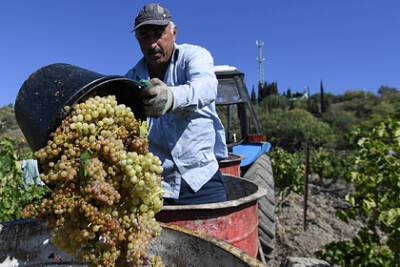 В Крыму создадут центр селекции винограда