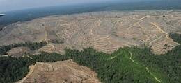 Государство «потеряло» больше 80% российского леса