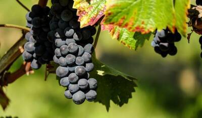 Правительство выделило средства на центр селекции винограда в Крыму