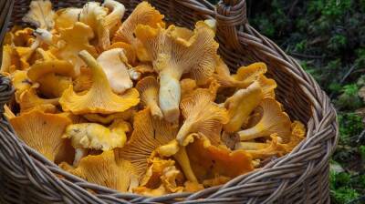 Воронежской области грибами отравился 51 человек