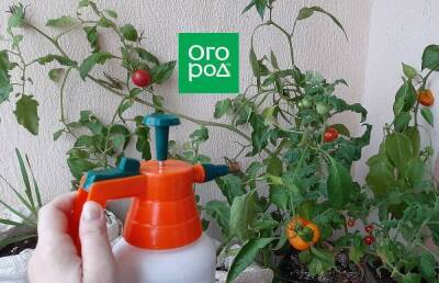 Чем подкармливать помидоры, перец и зелень в доме осенью