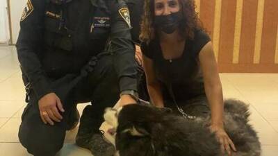 Видео: трогательная встреча- полиция вернула жительнице Эвен-Йегуды украденную собаку