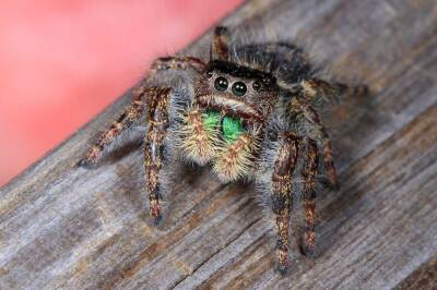 Биологи: Некоторые виды пауков гораздо умнее, чем принято считать