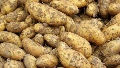 В Госдуме прокомментировали ситуацию с урожаем картофеля в России